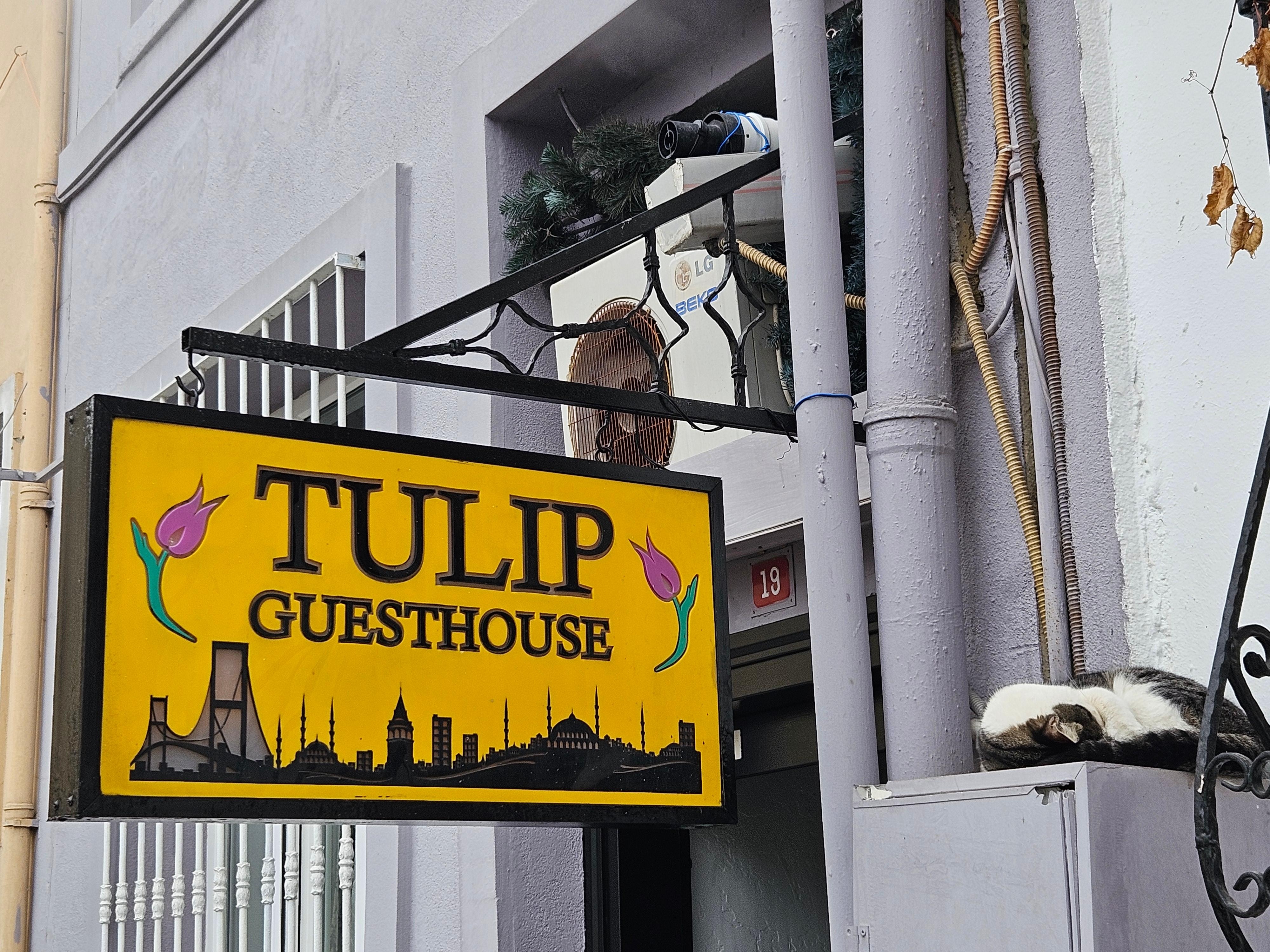 Many nice cats in the area...