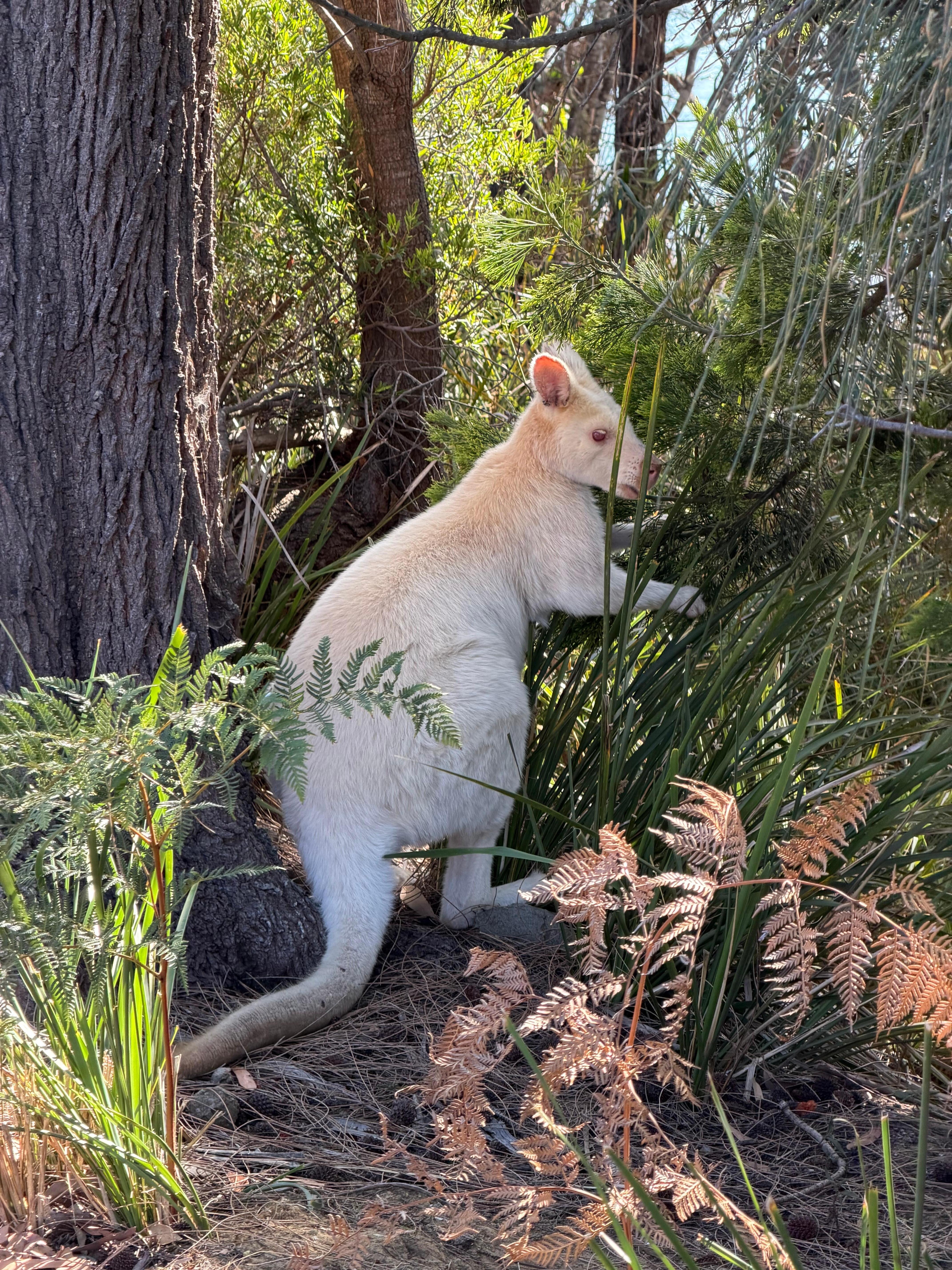 Albino wallaby lives  close by