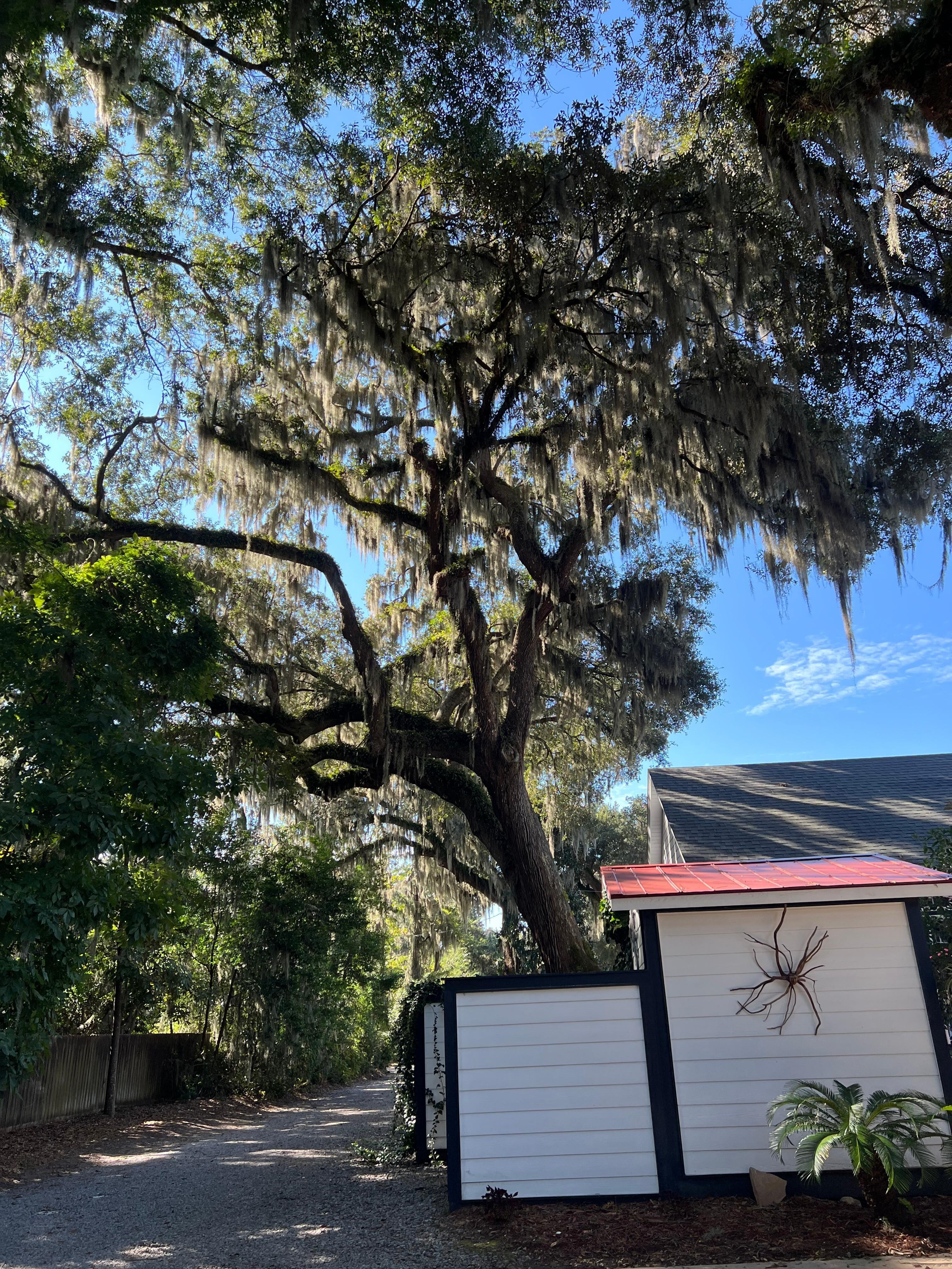 Massive, ancient live oak trees on property