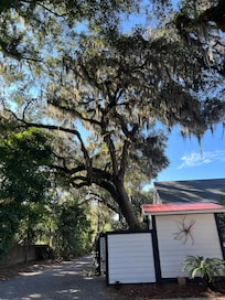 Massive, ancient live oak trees on property