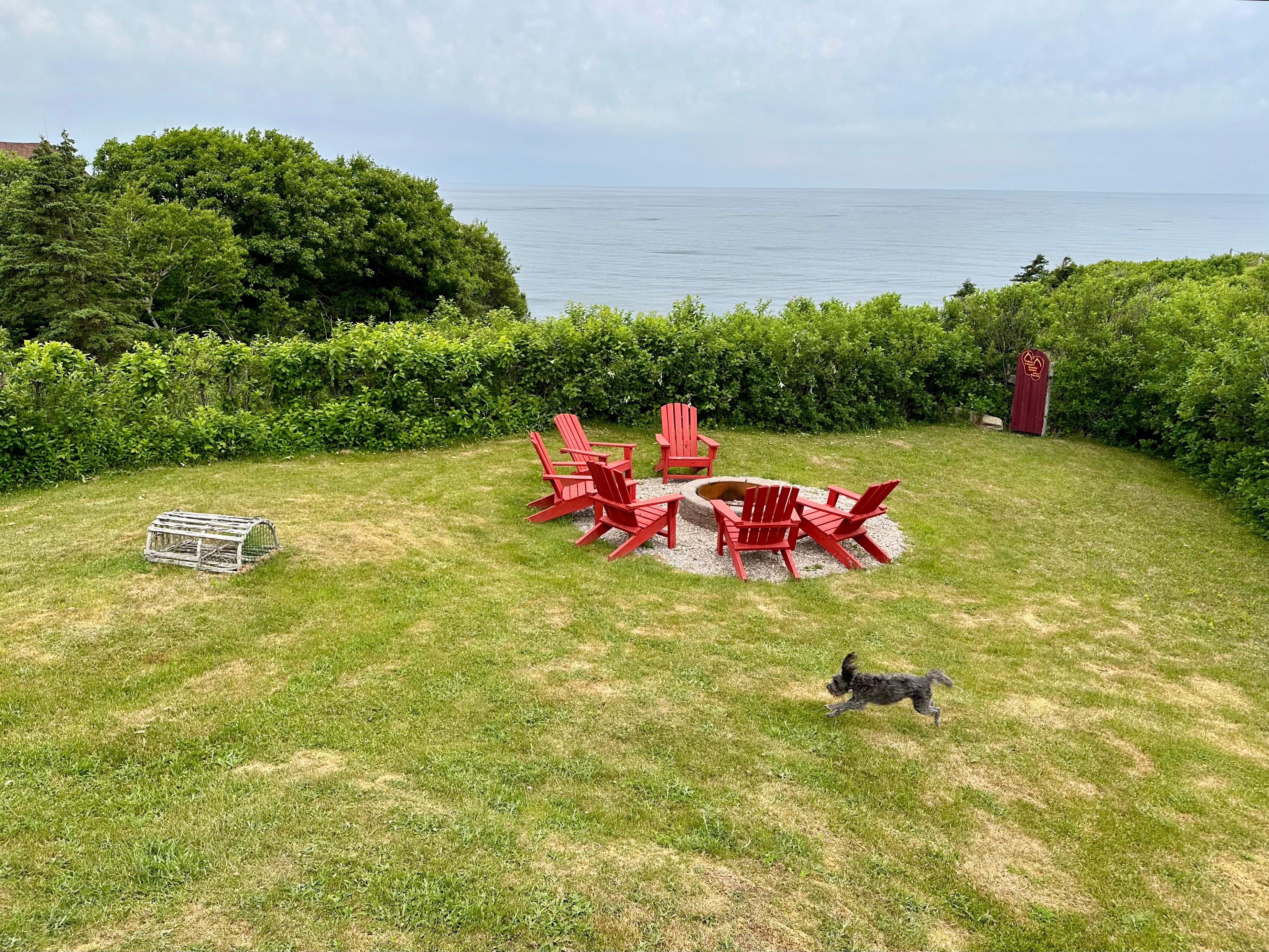 Back yard