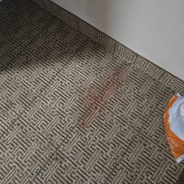 Stained carpet