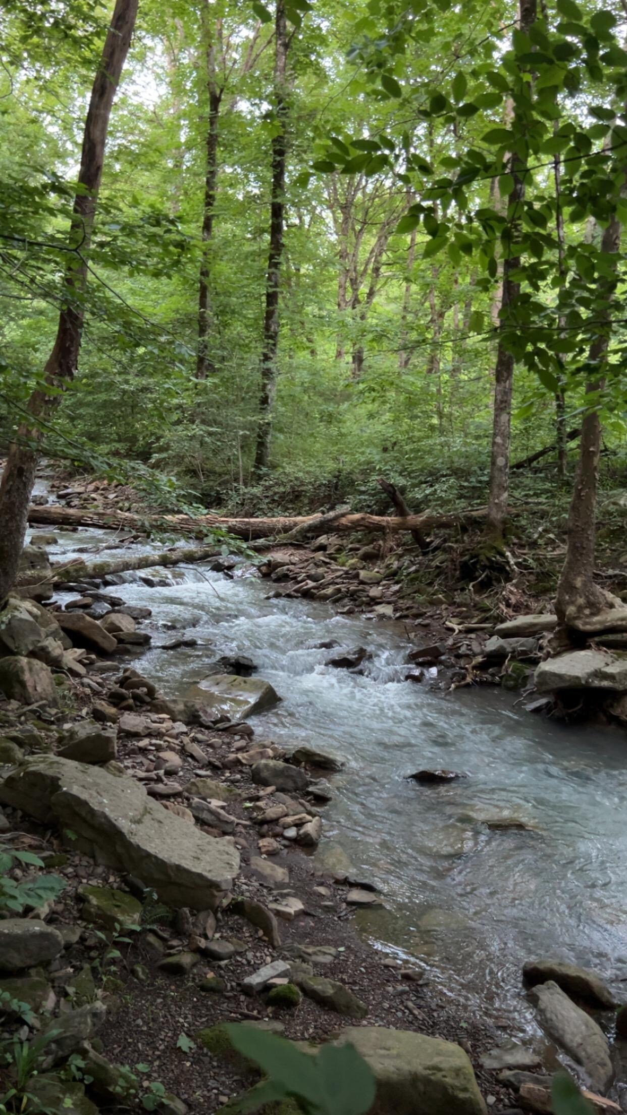 Small creek on property. 