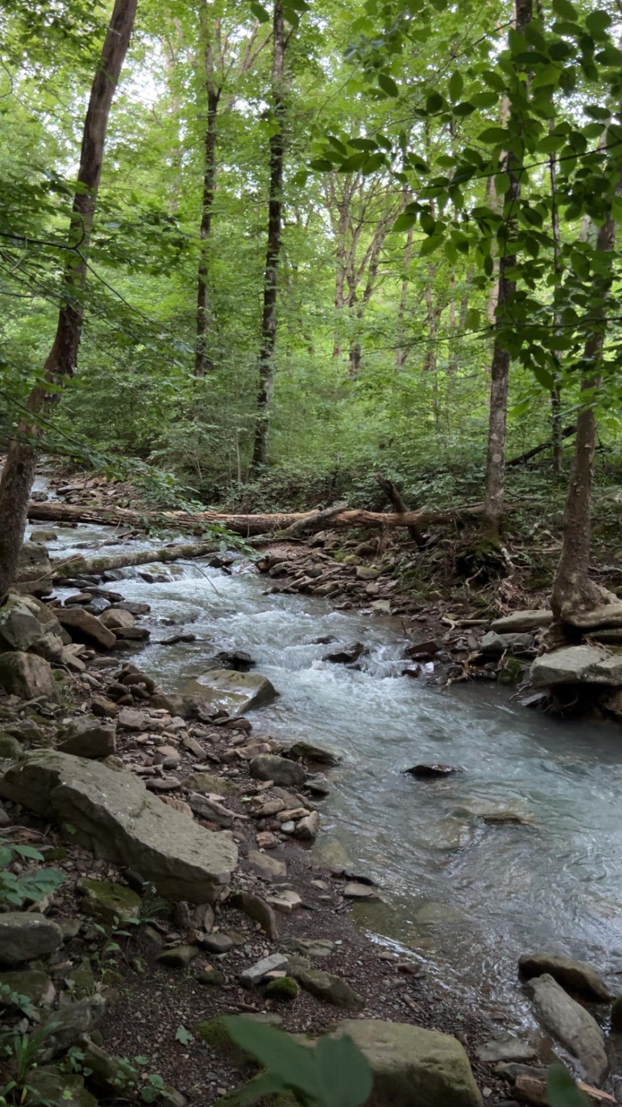 Small creek on property.