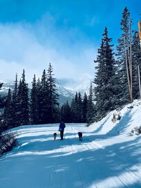 Great places to walk your fur babies