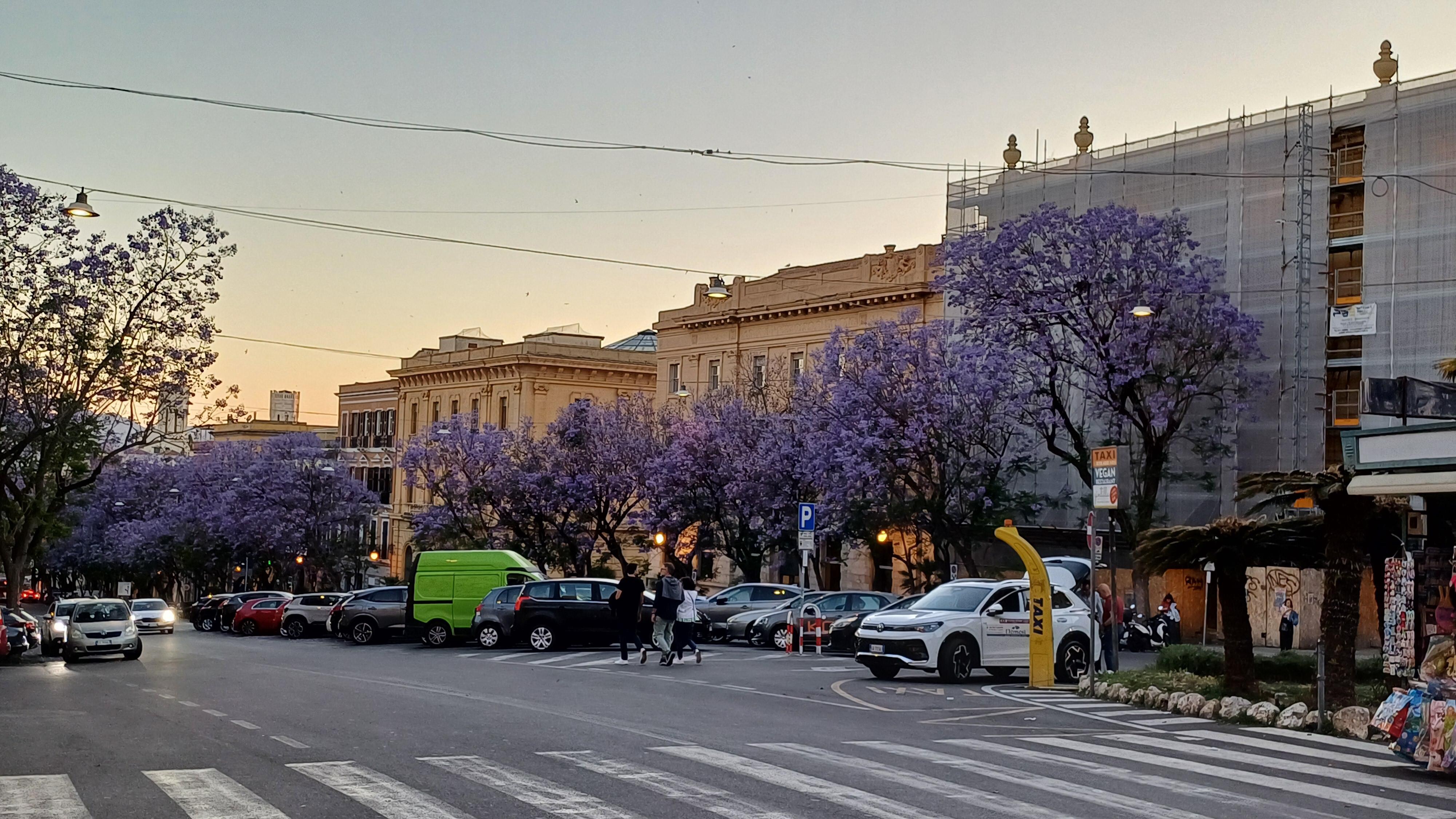 The beautiful Jacaranda Mimosii trees in bloom!
