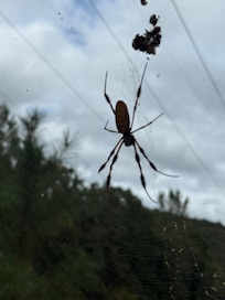 Ginormous banana spider on Cherokee ridge alpine trail
