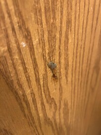 Booger & nose hair and blood