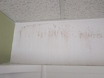 Mold on shower wall