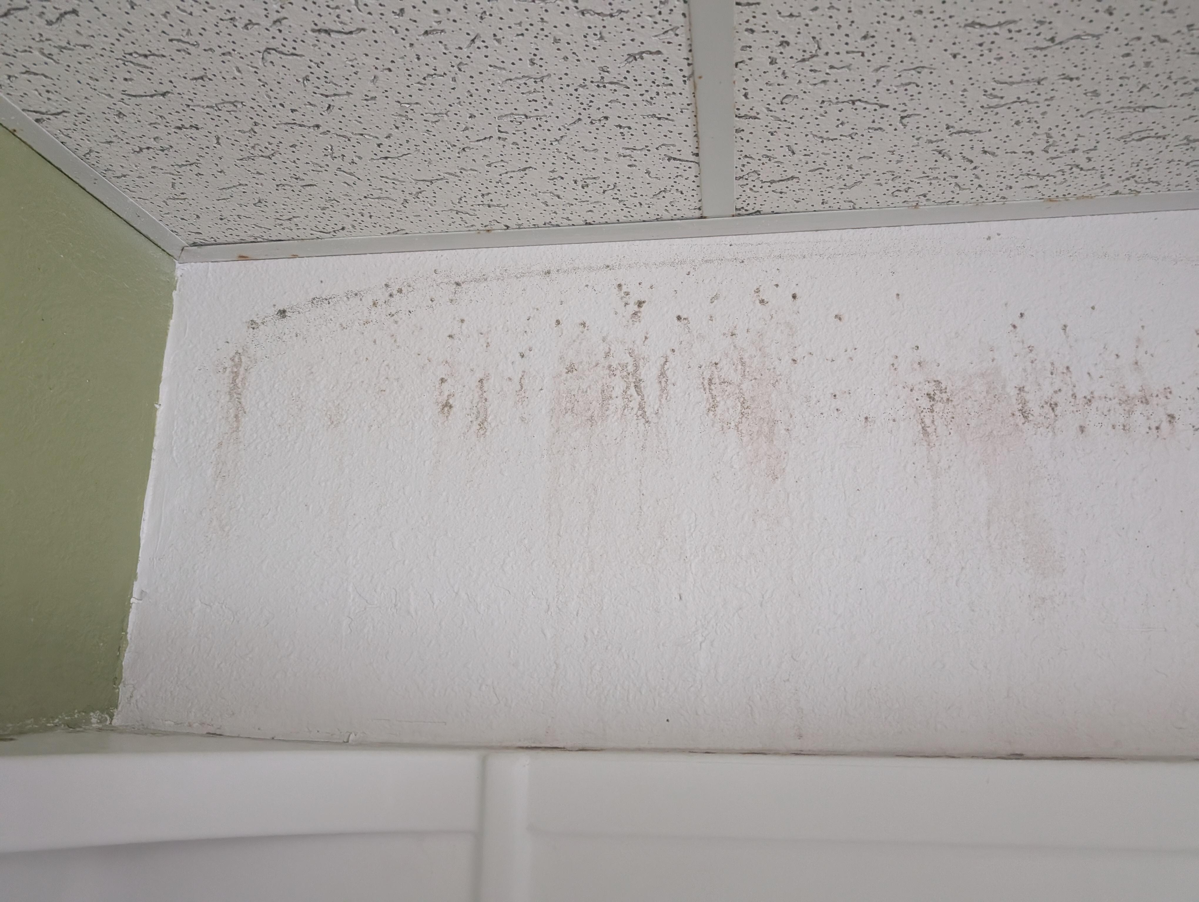 Mold on shower wall 