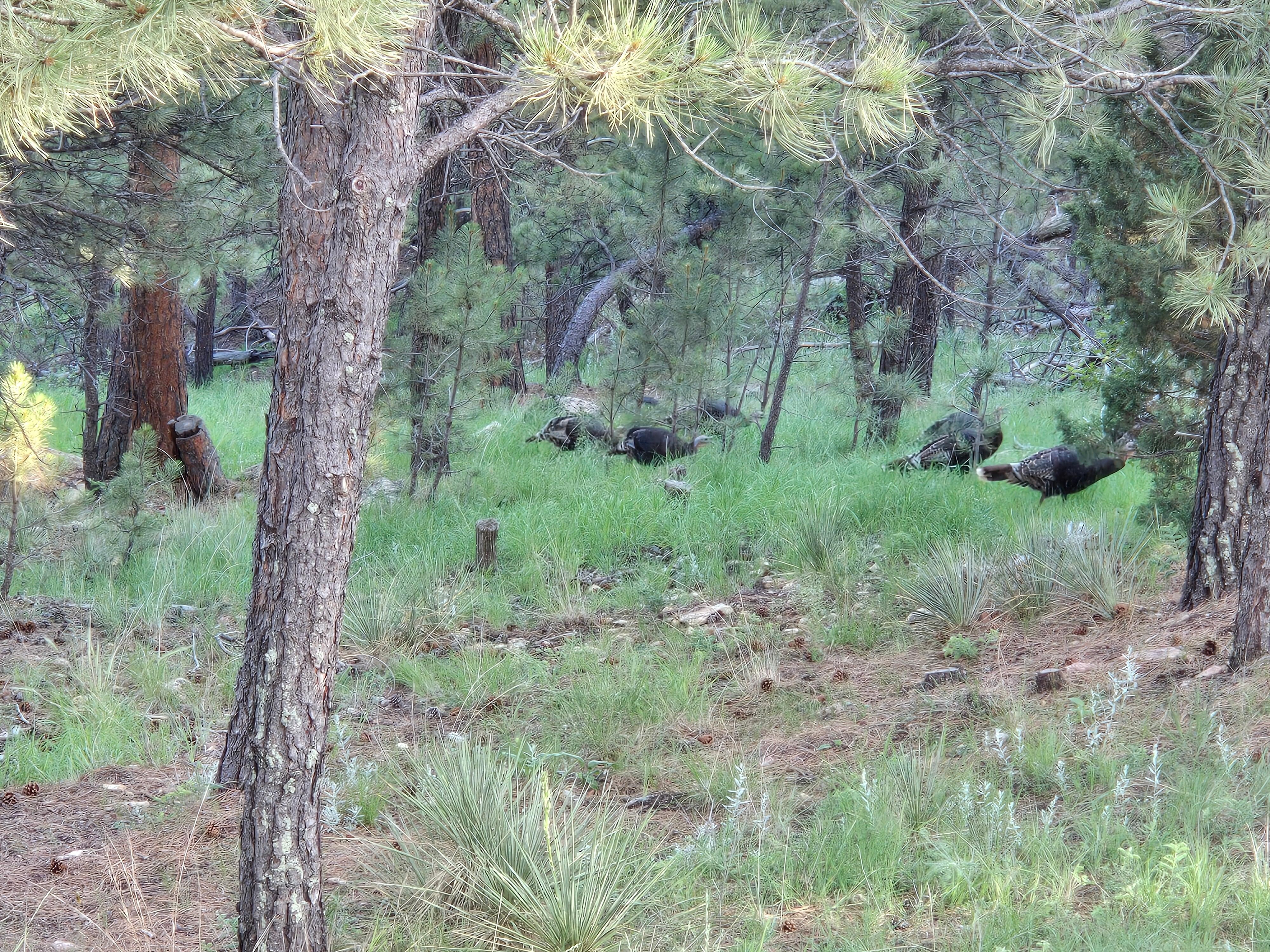 I forgot to get pictures of the many deer and 2 fawns we saw from the deck.