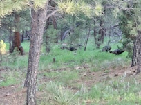 I forgot to get pictures of the many deer and 2 fawns we saw from the deck.