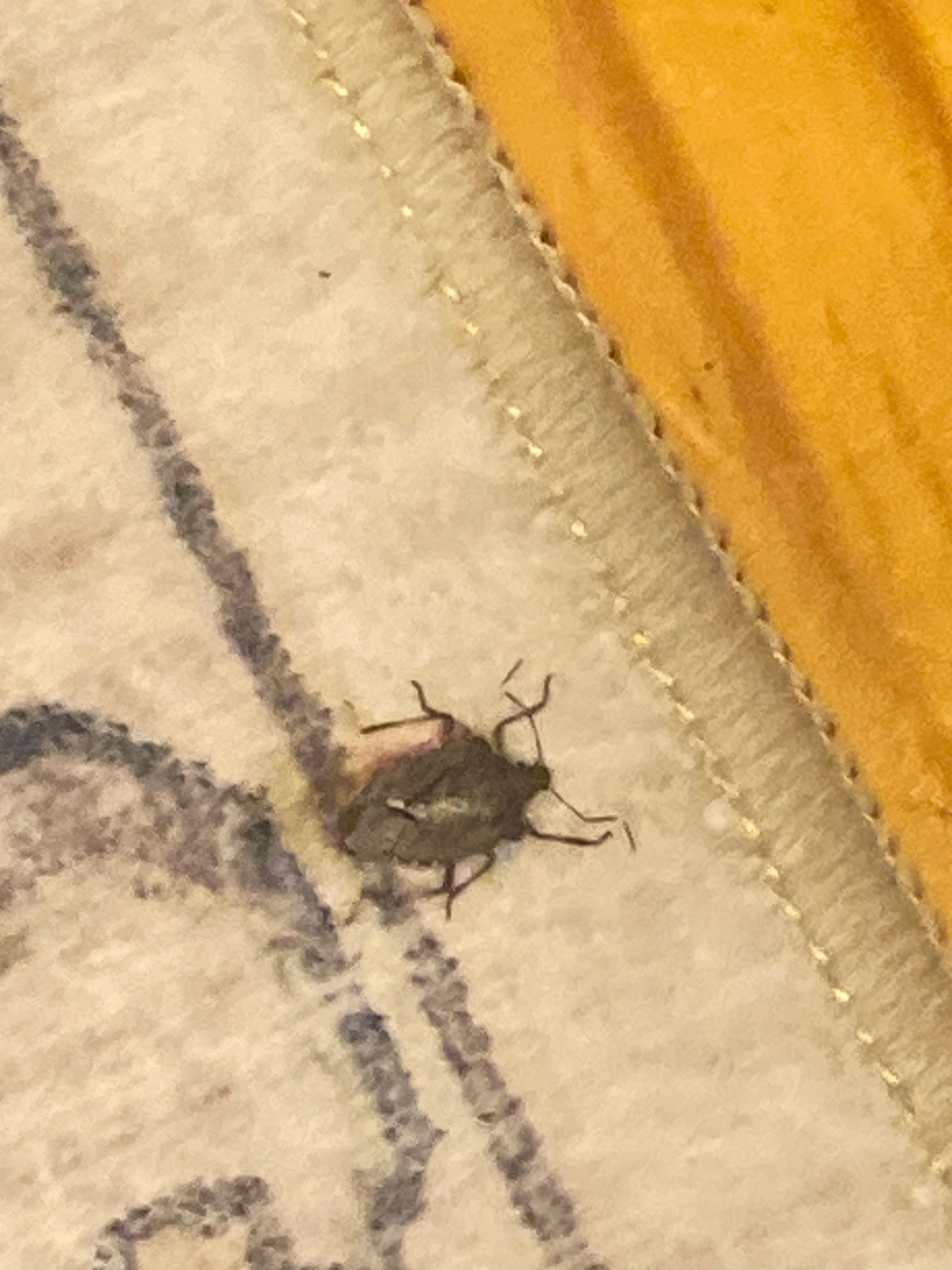 These things were EVERYWHERE! 