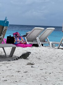 Lots of big iguanas