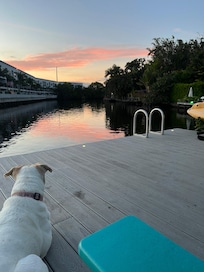 Our dog taking in the sunset!