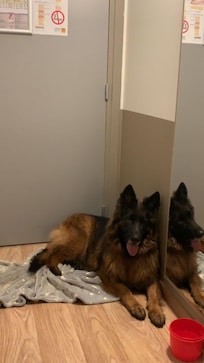 Raven ravie de la chambre