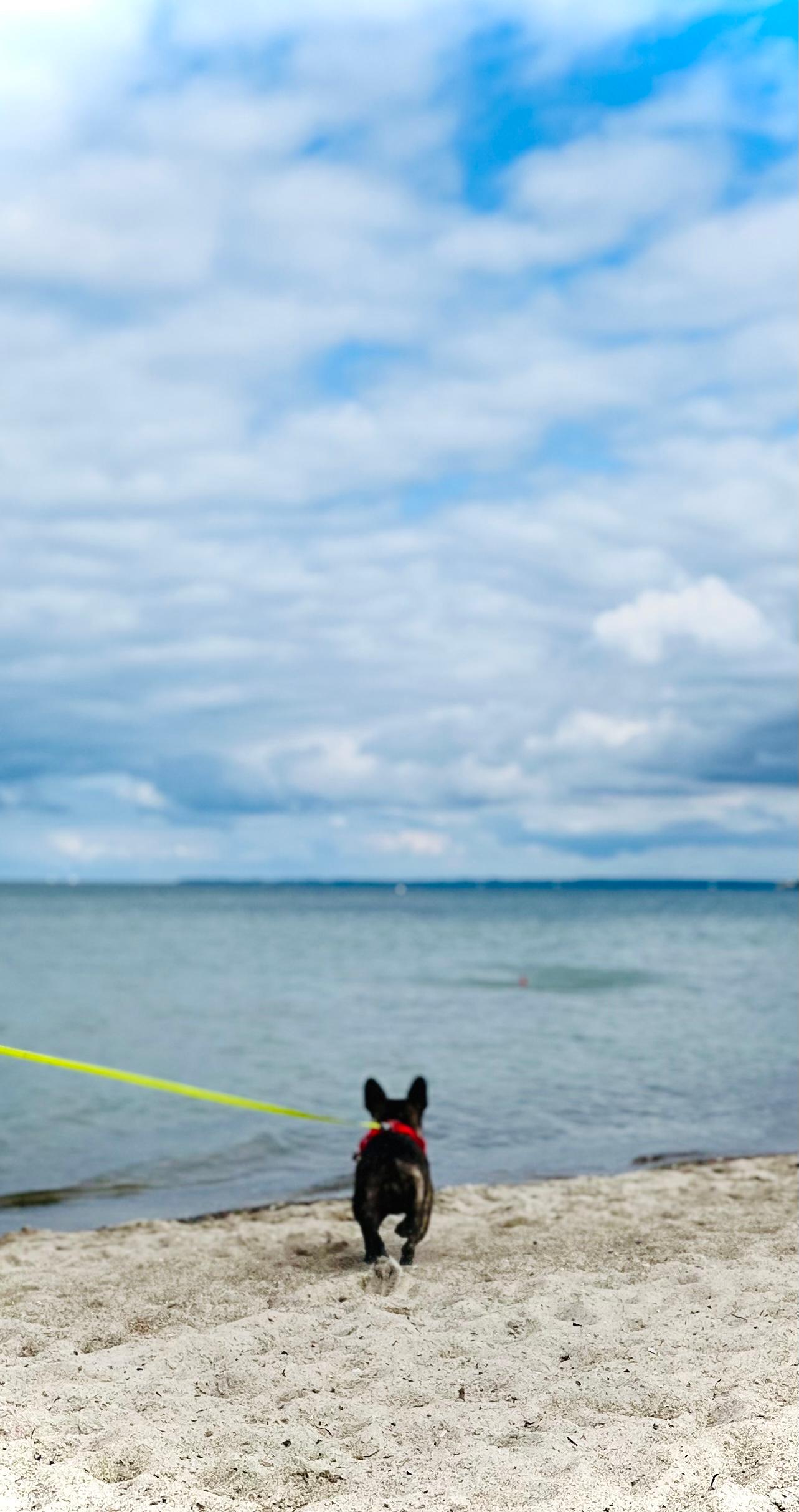 Lækker strand for både hunde og mennesker