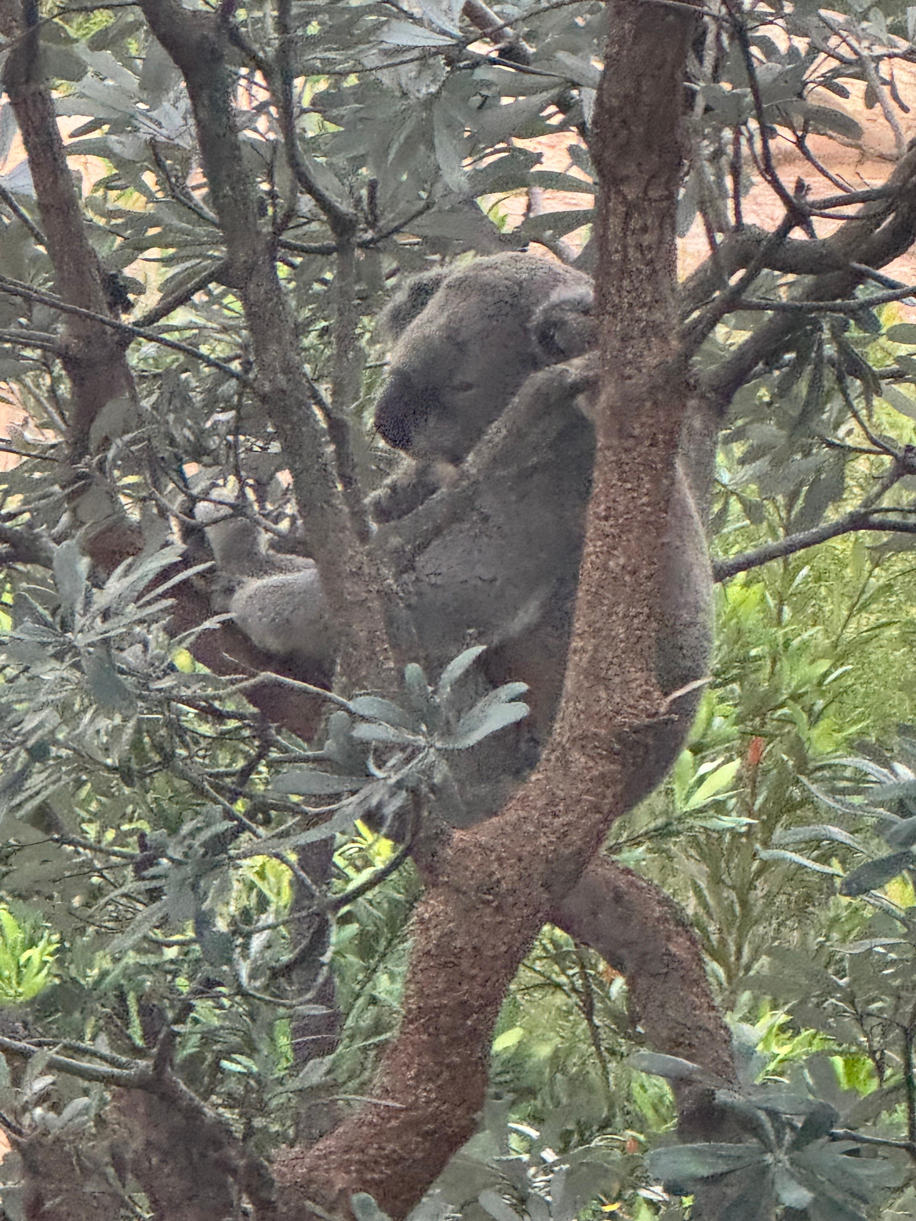 From the sliding glass door of my hotel room window - wish I could share what they sound like!