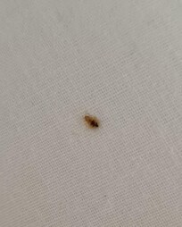 Bedbug