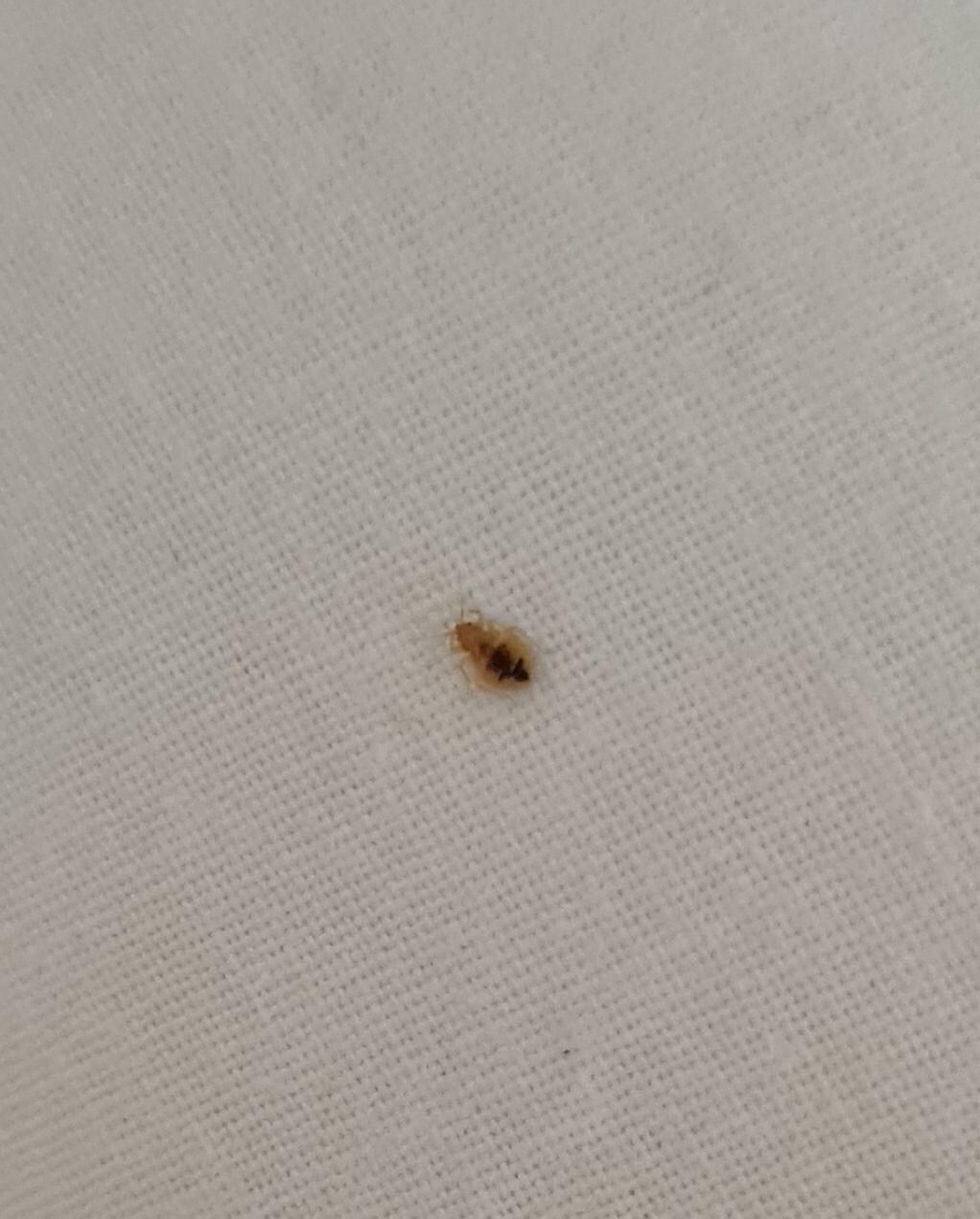 Bedbug