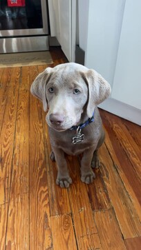 Hank