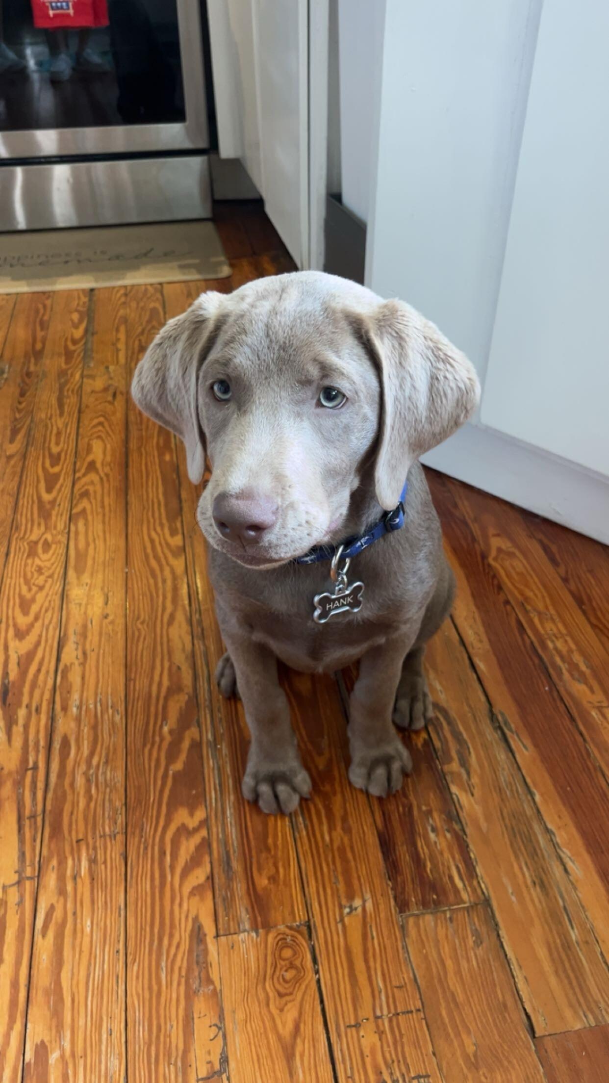 Hank