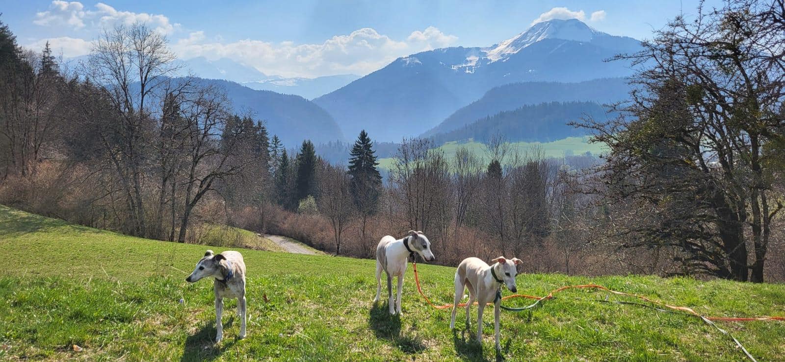 Promenade avec nos loulous
