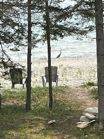 Great blue heron fishing at the beach.
