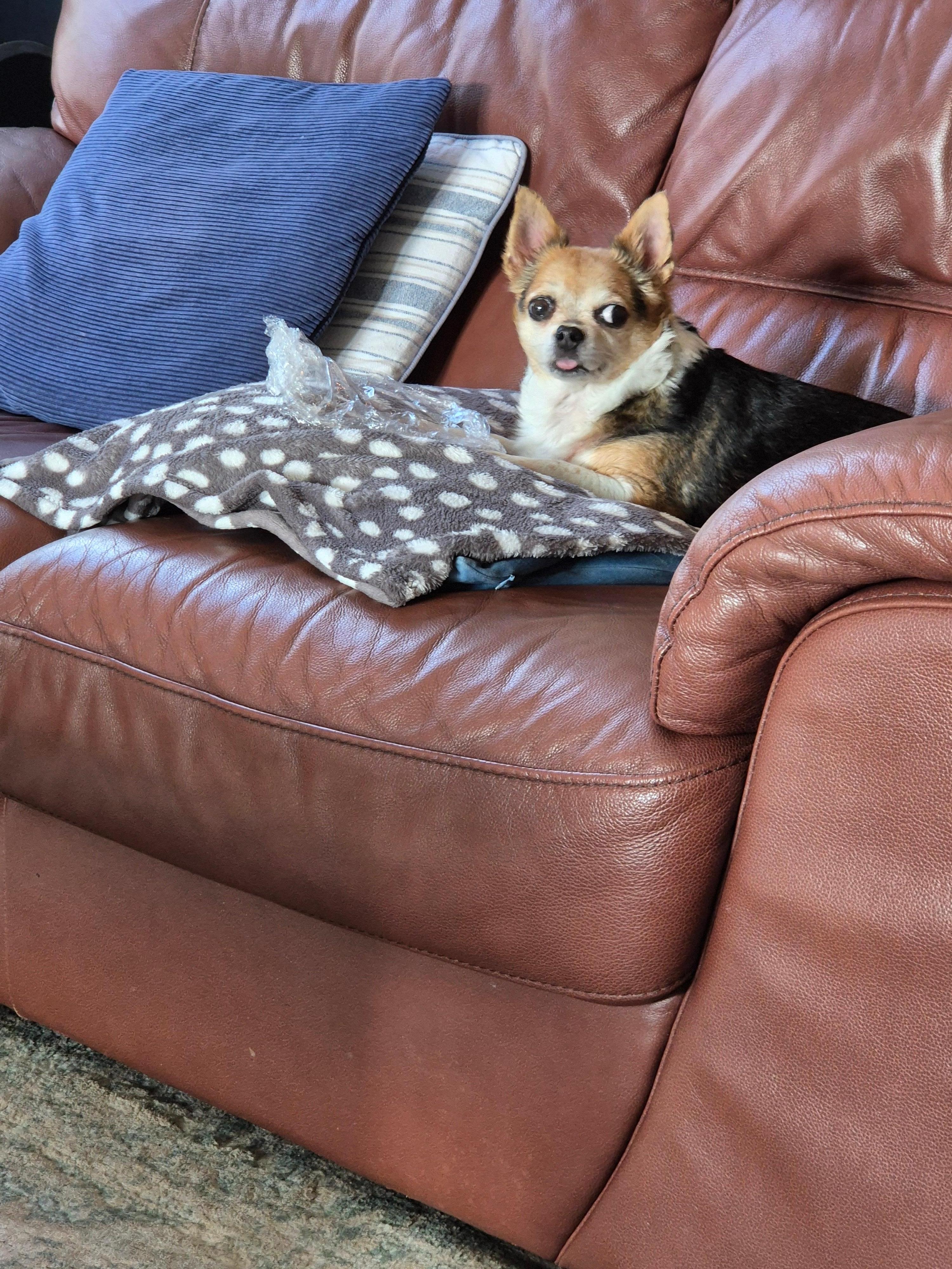 poppy dog enjoyed her stay 