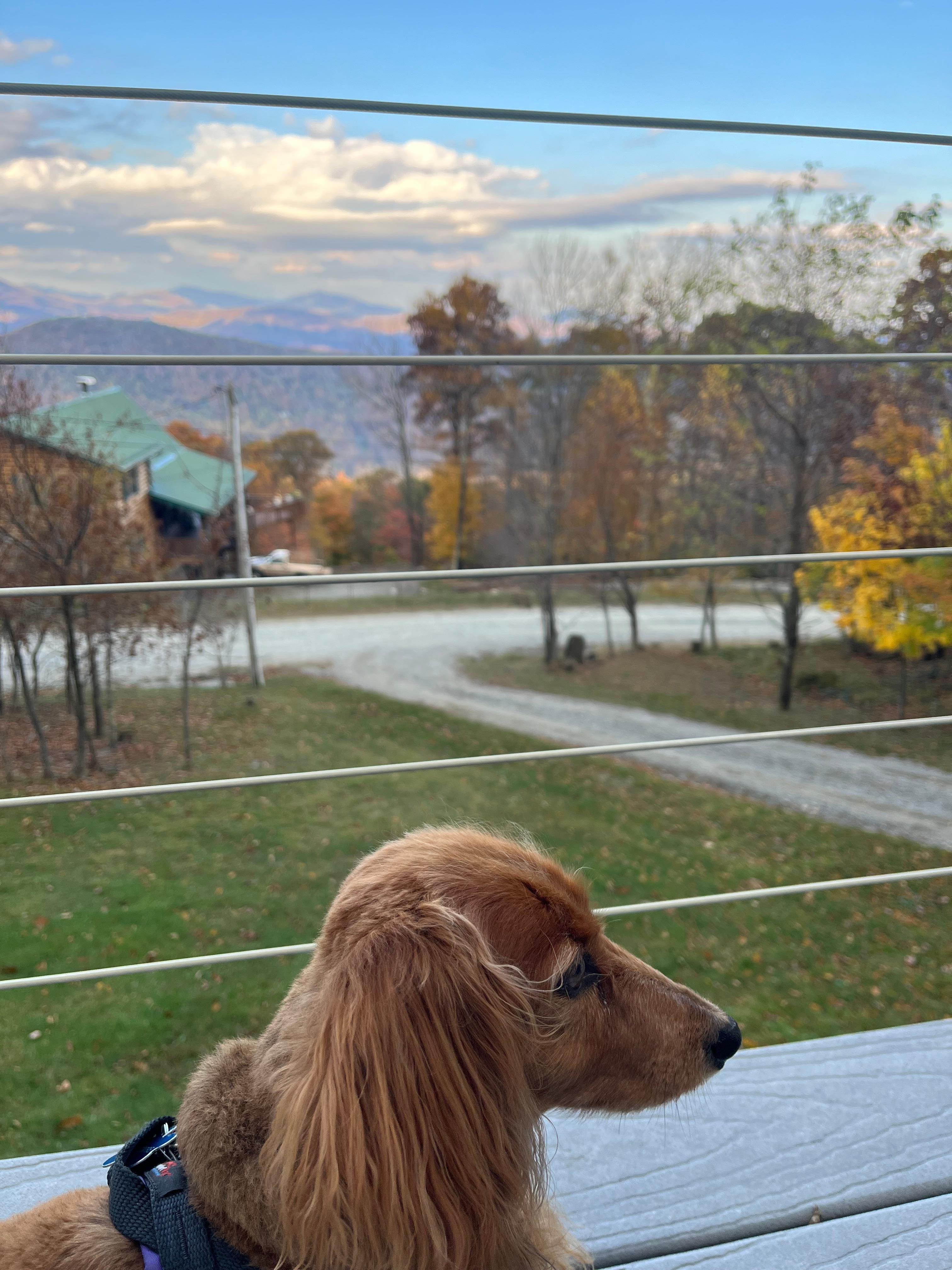 Even my dog loved the view