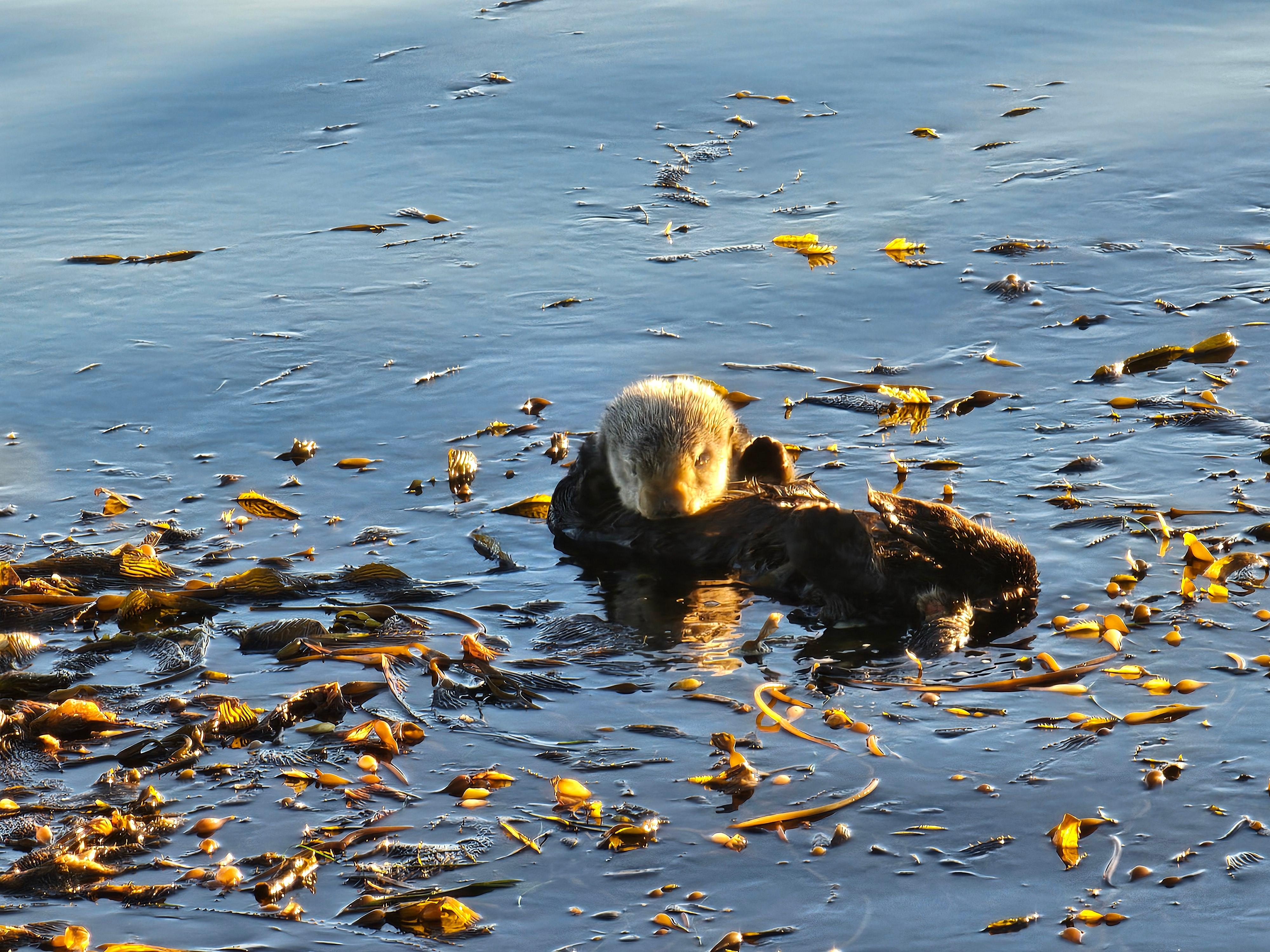 Great sea life encounters
