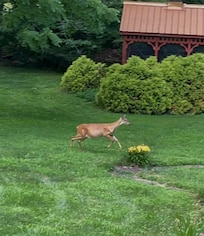 Got to see this doe and two fawns go through the yard one afternoon 😊