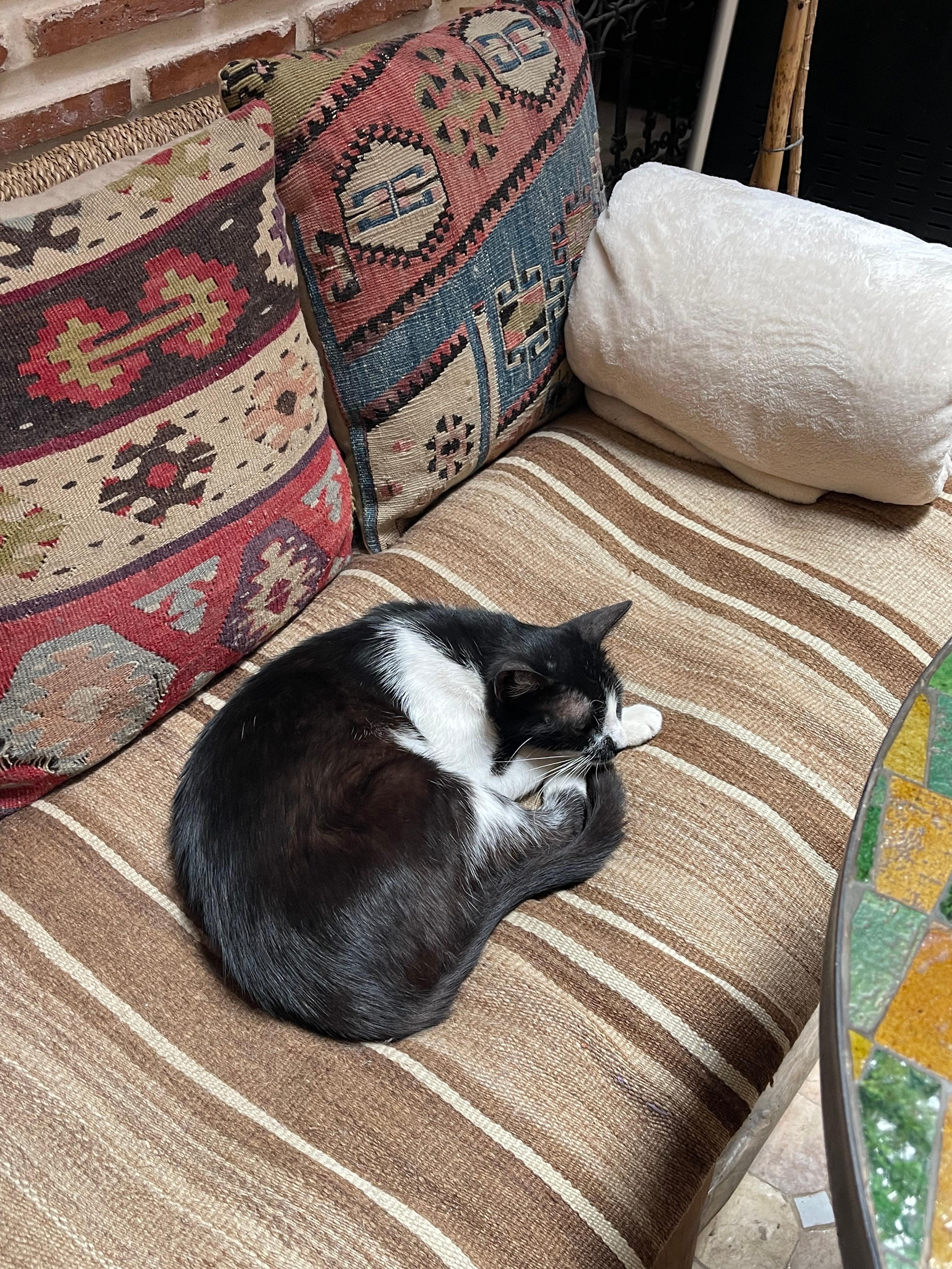 One of the cats of the house