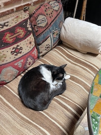 One of the cats of the house