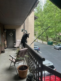 This was the bear we seen on the floor below us!