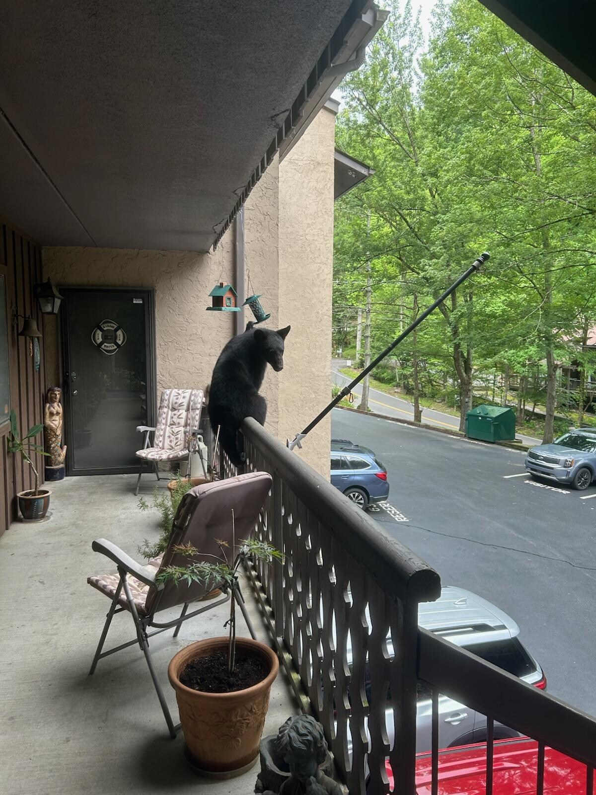 This was the bear we seen on the floor below us!