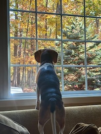 Our dog enjoyed looking out the window when at the house.
