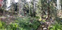 Creek behind the house!