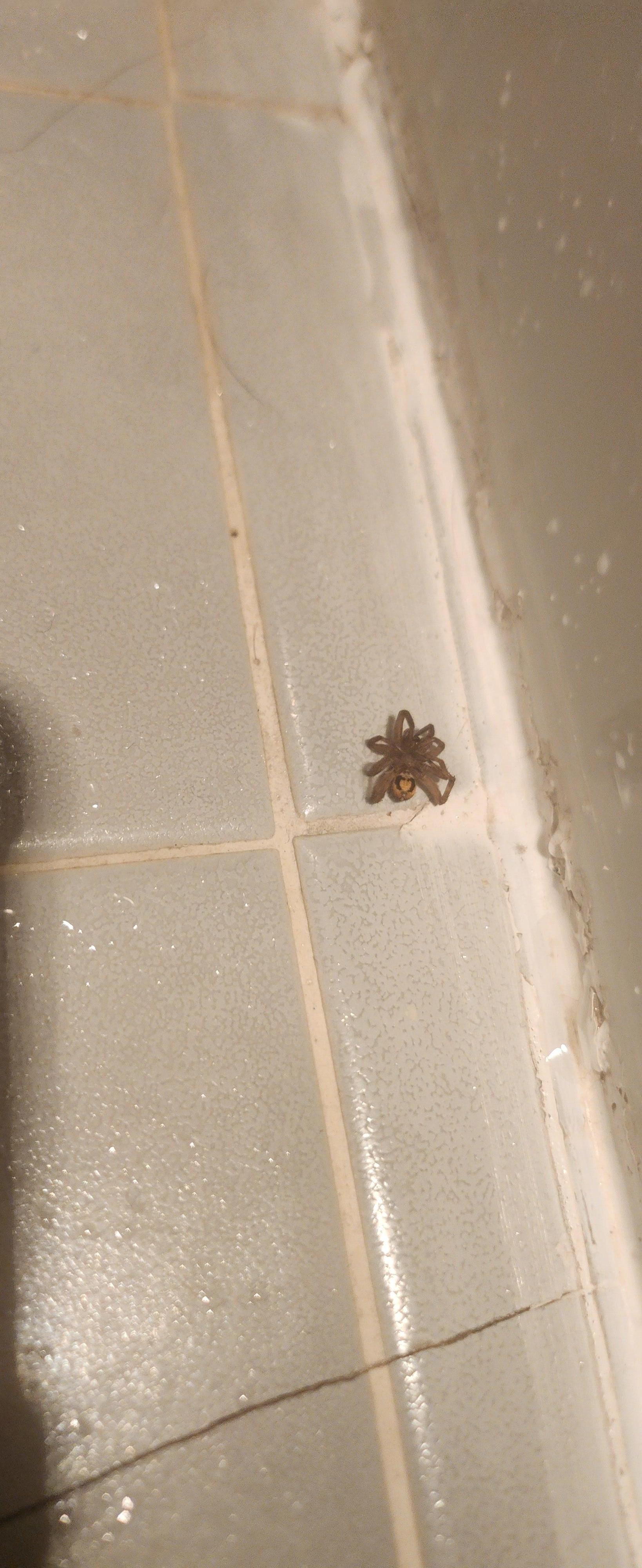 Spiders 