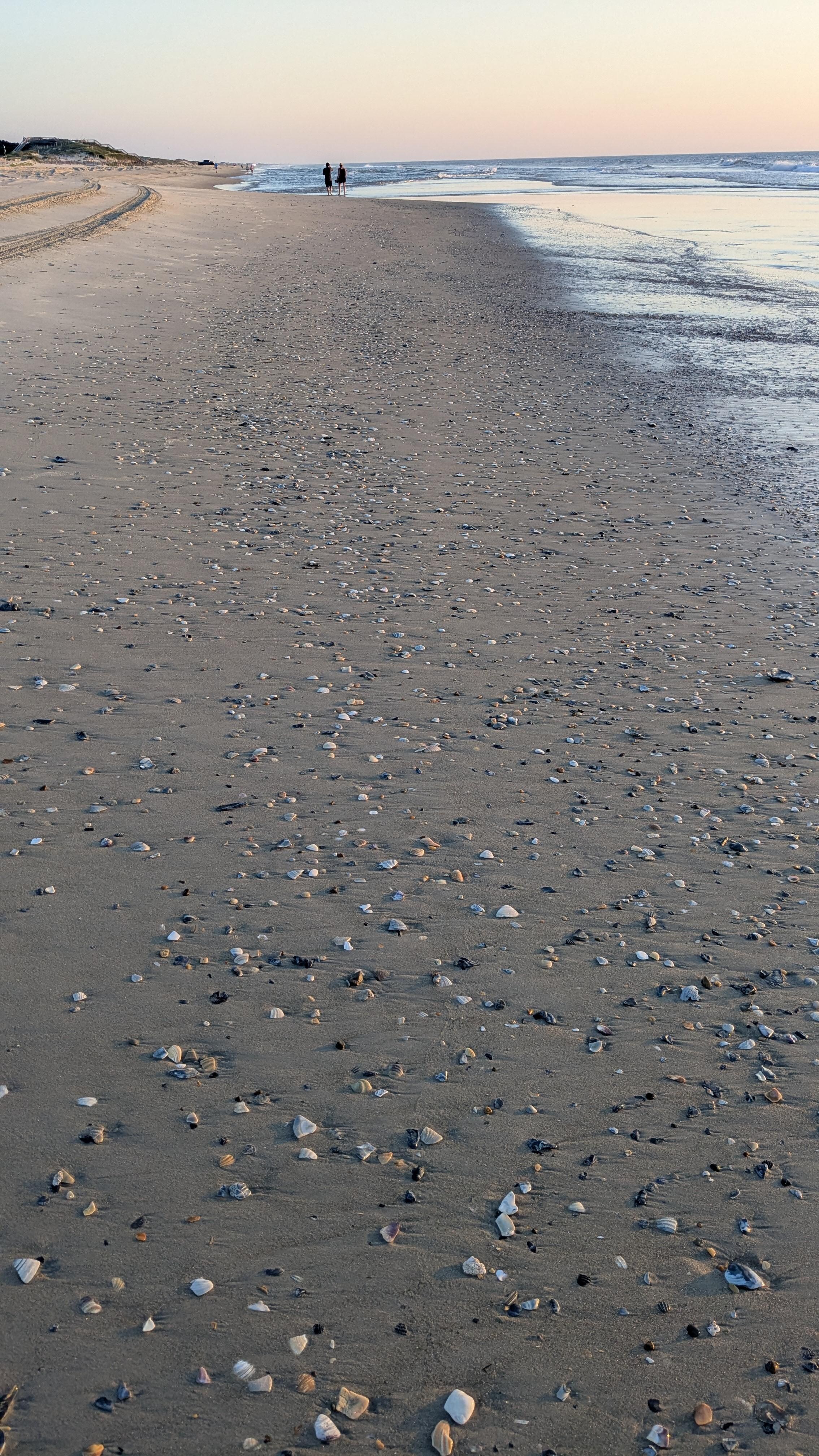 Plenty of seashells 
