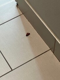 Roach greetings