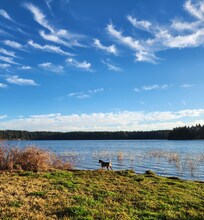 My dog loved it here