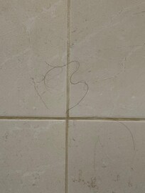 Hair on the shower wall from previous guest