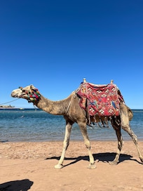 Camel rides in the beach