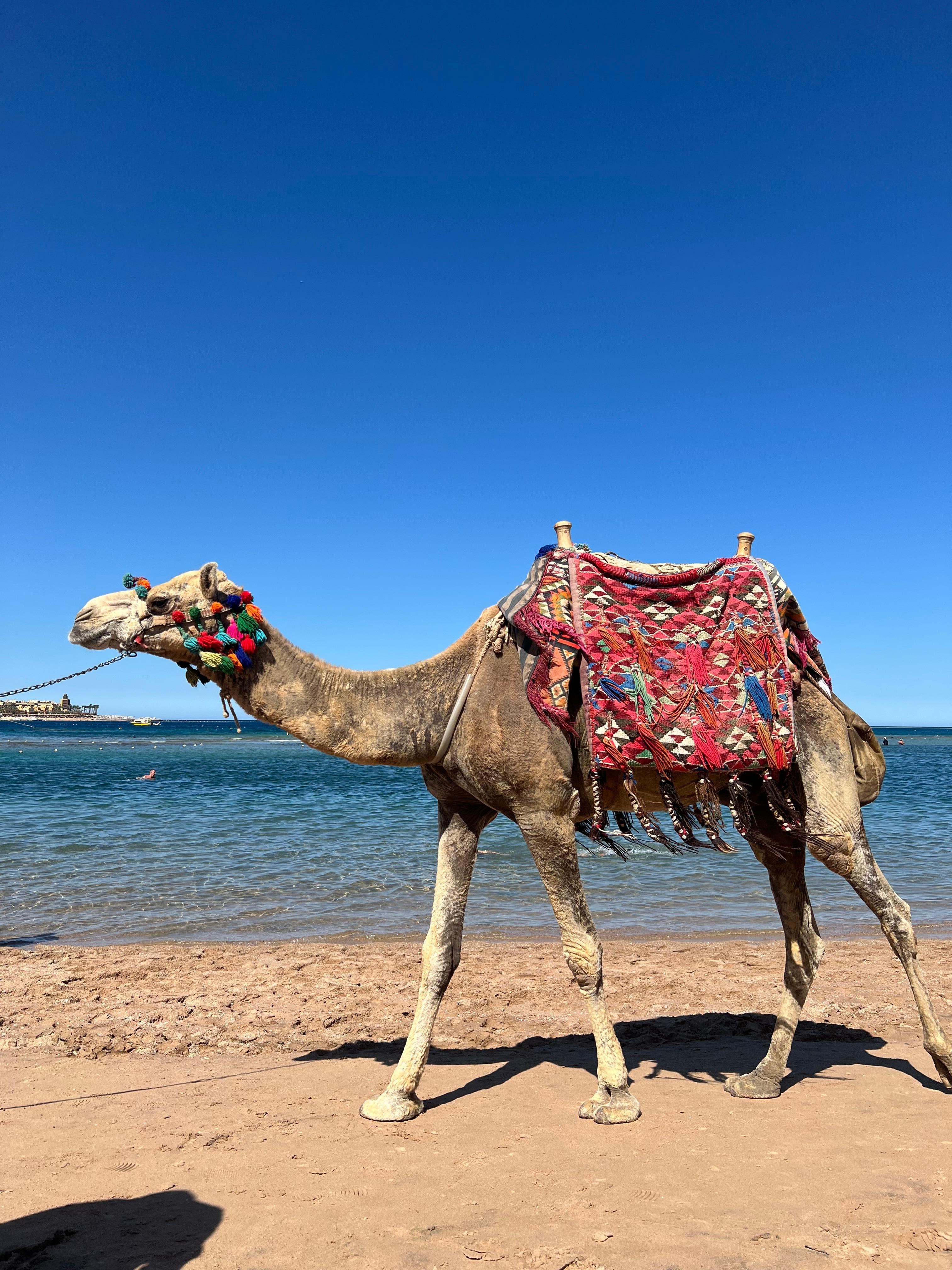 Camel rides in the beach