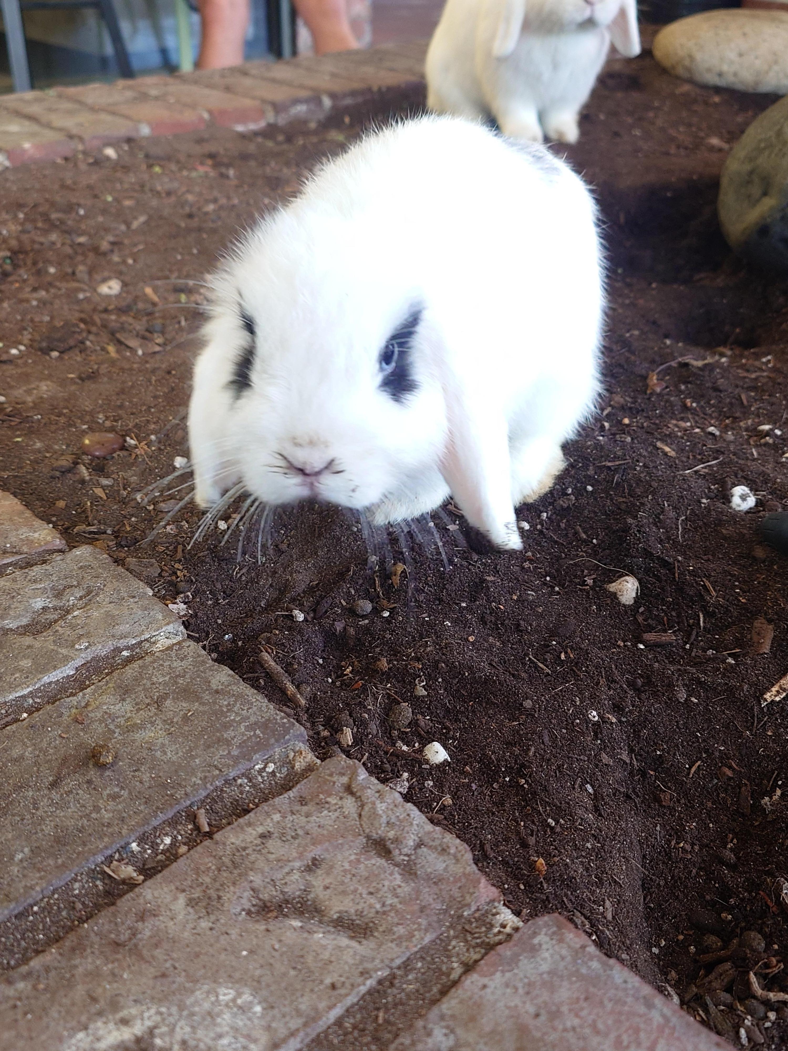 ホテルの近くをお散歩中放し飼いのウサギがいました。
