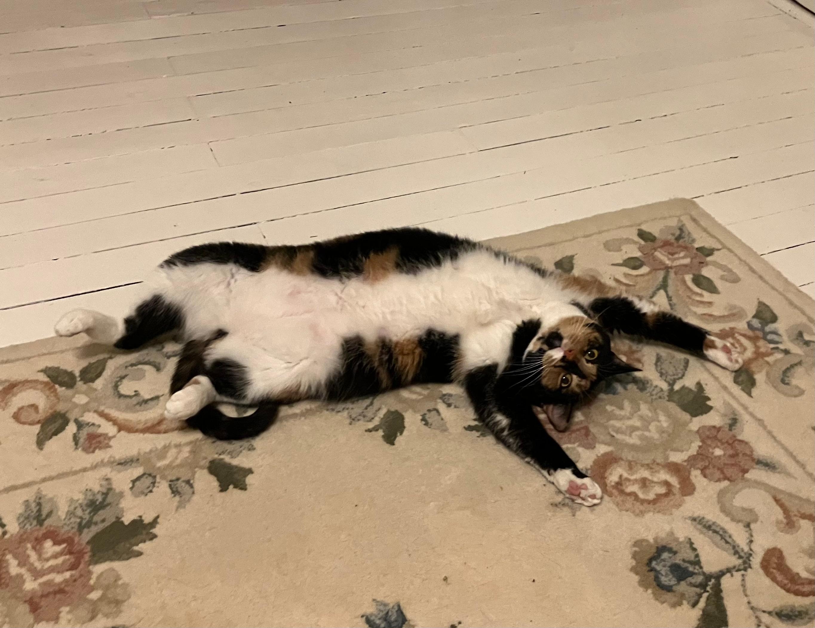 You can pet my belly and I won’t scratch you. Really!