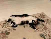 You can pet my belly and I won’t scratch you. Really!