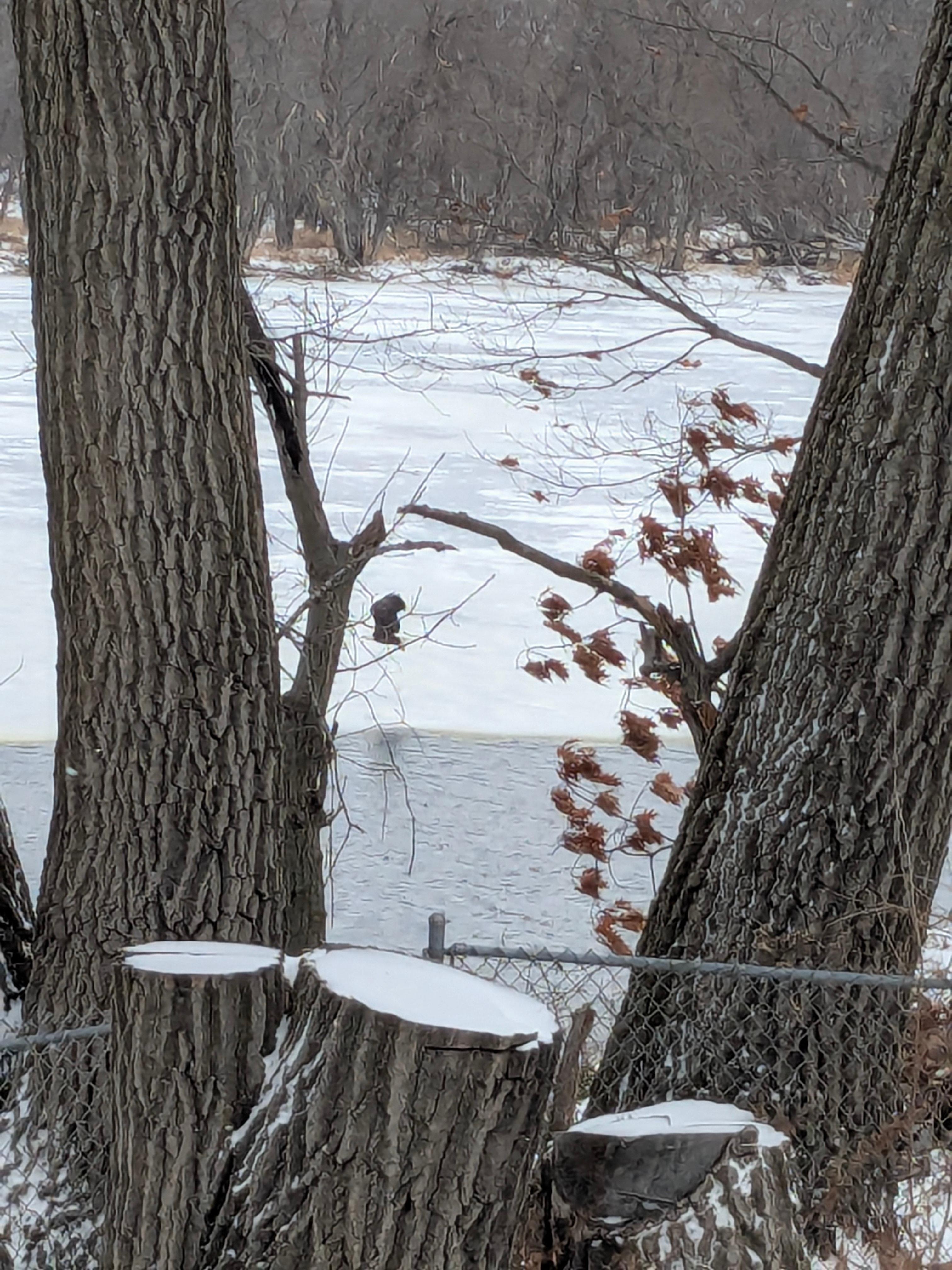 That's the eagle!  Can't see it very well, but it was there!