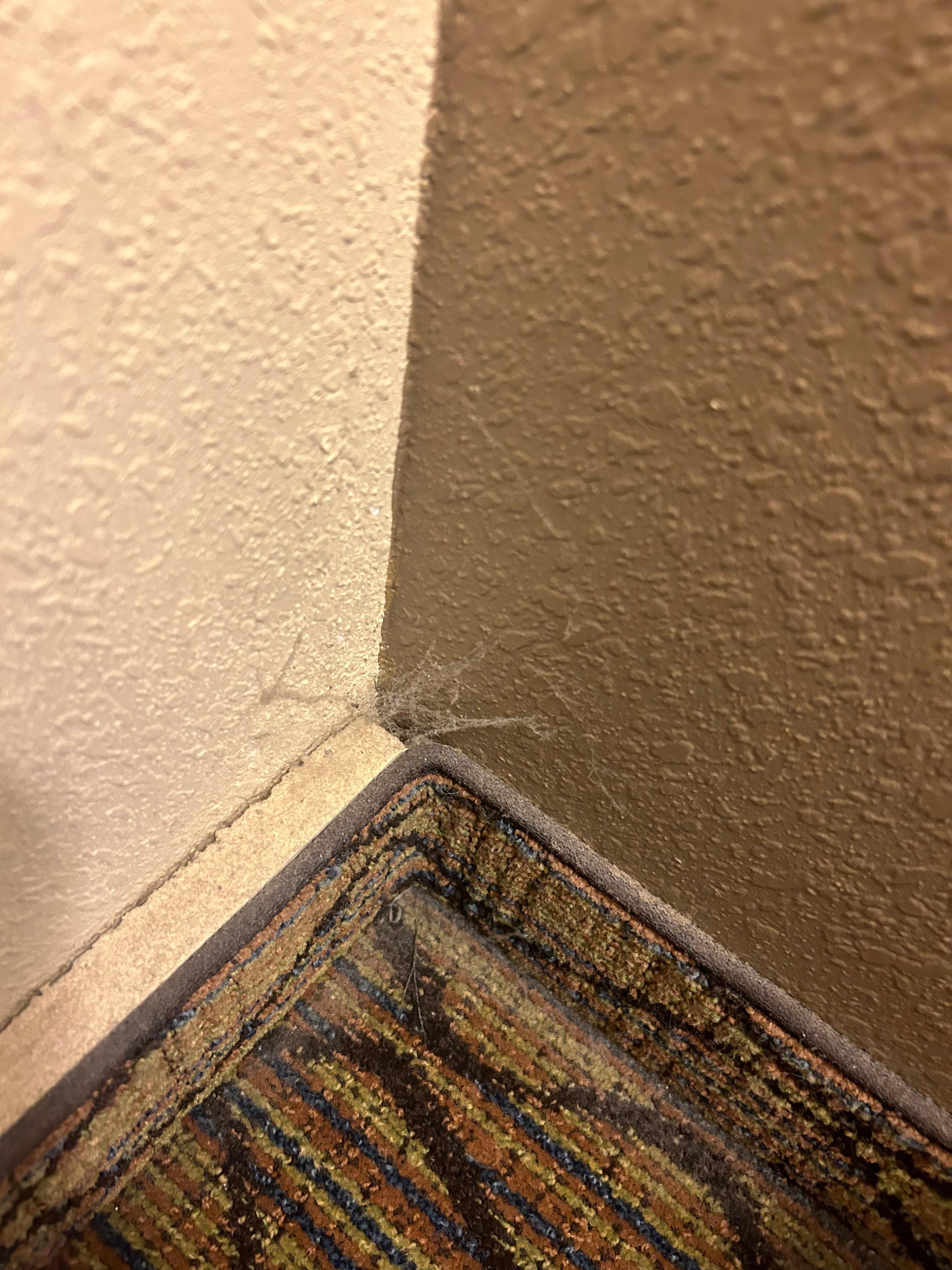 Only God knows how long this spider web been here